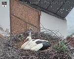 Capi_Dubne_20250607_185503.jpg