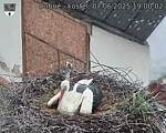 Capi_Dubne_20250607_190002.jpg