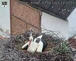 Capi_Dubne_20250607_190503.jpg