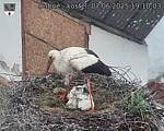 Capi_Dubne_20250607_191003.jpg