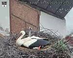 Capi_Dubne_20250607_192502.jpg