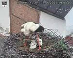 Capi_Dubne_20250607_194503.jpg