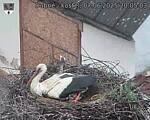 Capi_Dubne_20250607_200503.jpg