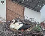 Capi_Dubne_20250607_201002.jpg