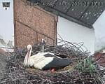 Capi_Dubne_20250607_203003.jpg