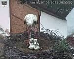 Capi_Dubne_20250607_205502.jpg