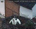 Capi_Dubne_20250607_210003.jpg