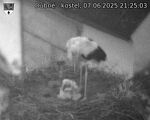 Capi_Dubne_20250607_212503.jpg