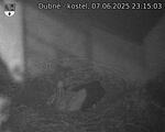 Capi_Dubne_20250607_231503.jpg