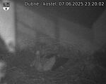 Capi_Dubne_20250607_232002.jpg