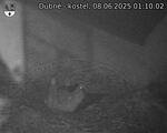 Capi_Dubne_20250608_011002.jpg
