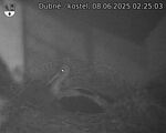 Capi_Dubne_20250608_022503.jpg