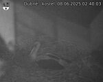 Capi_Dubne_20250608_024003.jpg