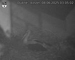 Capi_Dubne_20250608_030502.jpg