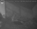 Capi_Dubne_20250608_031003.jpg
