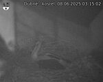 Capi_Dubne_20250608_031502.jpg