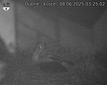 Capi_Dubne_20250608_032502.jpg