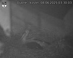 Capi_Dubne_20250608_033003.jpg