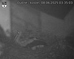 Capi_Dubne_20250608_033503.jpg