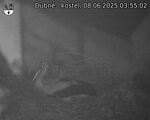 Capi_Dubne_20250608_035502.jpg