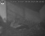 Capi_Dubne_20250608_041002.jpg