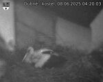 Capi_Dubne_20250608_042003.jpg