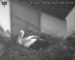 Capi_Dubne_20250608_042502.jpg