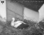 Capi_Dubne_20250608_043003.jpg