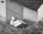 Capi_Dubne_20250608_044002.jpg