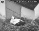 Capi_Dubne_20250608_044503.jpg