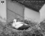 Capi_Dubne_20250608_050003.jpg