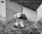 Capi_Dubne_20250608_050503.jpg