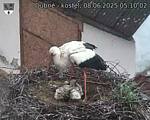 Capi_Dubne_20250608_051002.jpg
