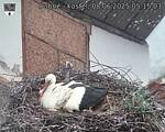 Capi_Dubne_20250608_051503.jpg