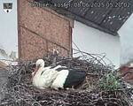 Capi_Dubne_20250608_052002.jpg