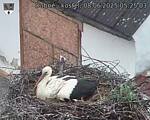 Capi_Dubne_20250608_052503.jpg
