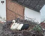 Capi_Dubne_20250608_053002.jpg