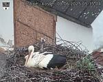 Capi_Dubne_20250608_053504.jpg