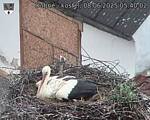 Capi_Dubne_20250608_054002.jpg