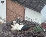 Capi_Dubne_20250608_054503.jpg