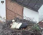 Capi_Dubne_20250608_060002.jpg