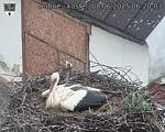 Capi_Dubne_20250608_062003.jpg