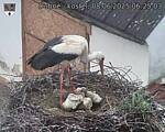 Capi_Dubne_20250608_062503.jpg