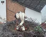 Capi_Dubne_20250608_063004.jpg