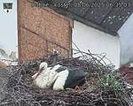 Capi_Dubne_20250608_063503.jpg