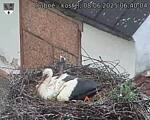 Capi_Dubne_20250608_064004.jpg