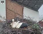 Capi_Dubne_20250608_065004.jpg