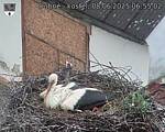 Capi_Dubne_20250608_065502.jpg