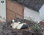 Capi_Dubne_20250608_070503.jpg