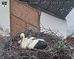 Capi_Dubne_20250608_071502.jpg